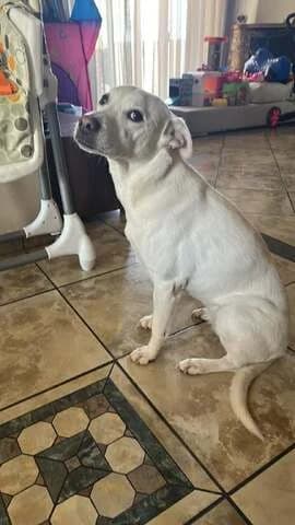 Loyna (Λούνα), female 7yo Mixed Breed for adoption at Dogs Voice, Athens