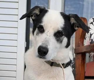 MINION, female 3yo Mixed Breed for adoption at Dogs Voice, Athens