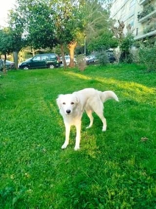 Mpeket (Μπέκετ), male puppy Mixed Breed for adoption at Dogs Voice, Athens