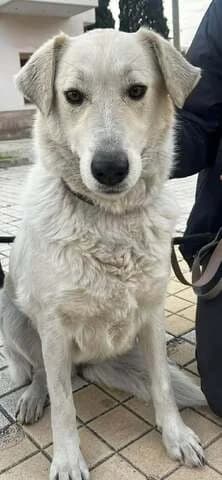 Mpella (Μπέλλα), female 3yo Mixed Breed for adoption at Dogs Voice, Athens