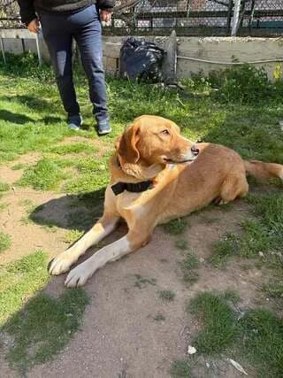 Petros (Πέτρος), male young Mixed Breed for adoption at Dogs Voice, Athens