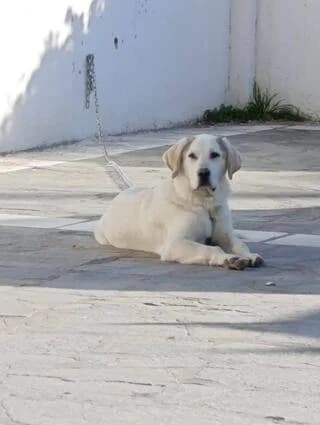 Mpiskotos (Μπισκότος), male puppy Mixed Breed for adoption at Dogs Voice, Athens