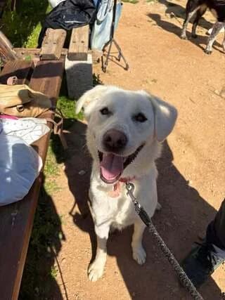 Gioyki (Γιούκι), female young Mixed Breed for adoption at Dogs Voice, Athens
