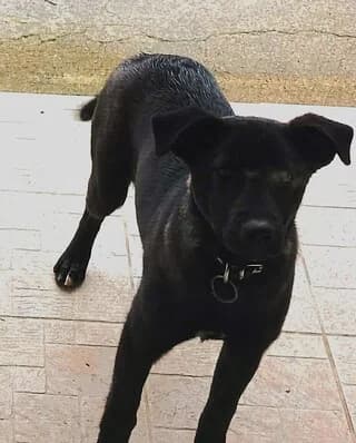 Chloe, female young Mixed Breed for adoption at Dogs Voice, Athens