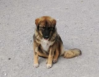 KONSTANTINA (ΚΩΝΣΤΑΝΤΙΝΑ), female puppy Mixed Breed for adoption at Dogs Voice, Athens