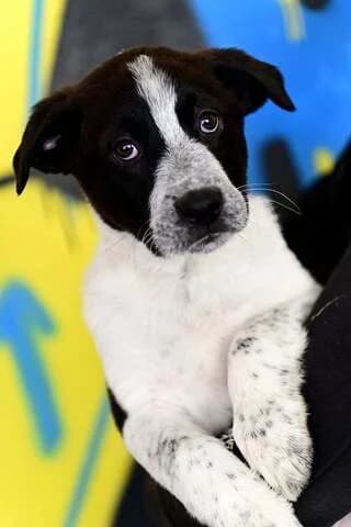 ZINA (ΖΗΝΑ), female puppy Mixed Breed for adoption at Dogs Voice, Athens
