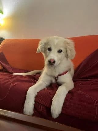 Sandy, female puppy Mixed Breed for adoption at Dogs Voice, Athens
