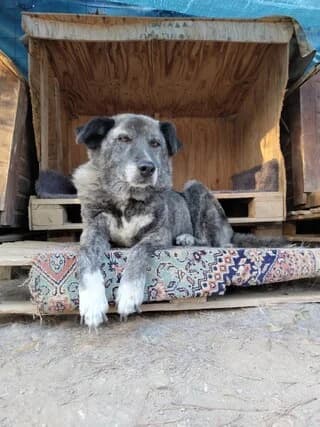 Pelagia (Πελαγία), female 7yo Mixed Breed for adoption at Dogs Voice, Athens