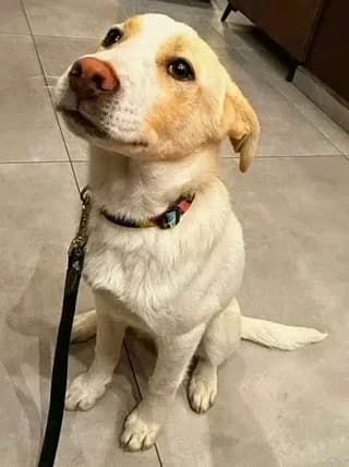 Ntinos (Ντίνος), male puppy Mixed Breed for adoption at Dogs Voice, Athens