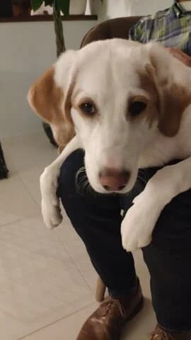 VΎRONAS (ΒΎΡΩΝΑΣ), male puppy Mixed Breed for adoption at Dogs Voice, Athens
