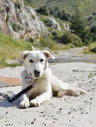 Fotis (Φώτης), male puppy Mixed Breed for adoption at Dogs Voice, Athens