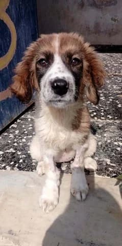 Zoi (Ζωή), female puppy Mixed Breed for adoption at Dogs Voice, Athens
