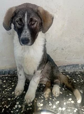 Ermis (Ερμής), male puppy Mixed Breed for adoption at Dogs Voice, Athens