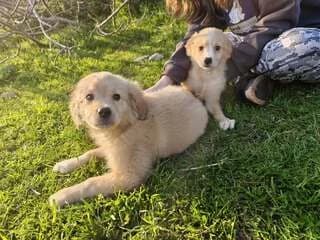 FAIDRA&NEFELI (ΦΑΙΔΡΑ&ΝΕΦΕΛΗ), female puppy Mixed Breed for adoption at Dogs Voice, Athens