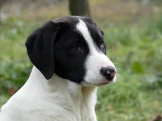 Alfred, male puppy Mixed Breed for adoption at Dogs Voice, Athens