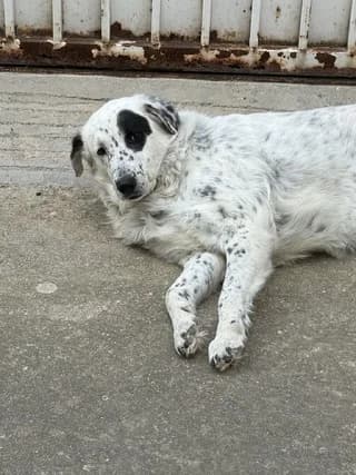 ChIONATI (ΧΙΟΝΑΤΗ), female young Mixed Breed for adoption at Dogs Voice, Athens