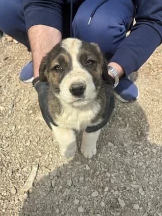 Gkloymis (Γκλούμης), male puppy Mixed Breed for adoption at Dogs Voice, Athens