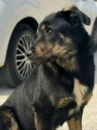 Thanos (Θάνος), male puppy Mixed Breed for adoption at Dogs Voice, Athens