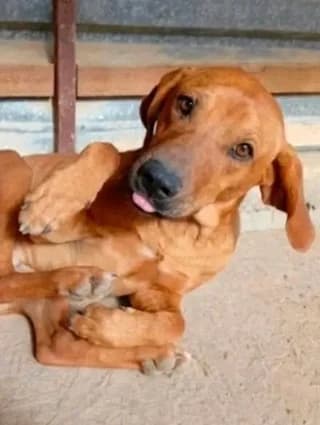 Caramelo, male 3yo Mixed Breed for adoption at Dogs Voice, Athens