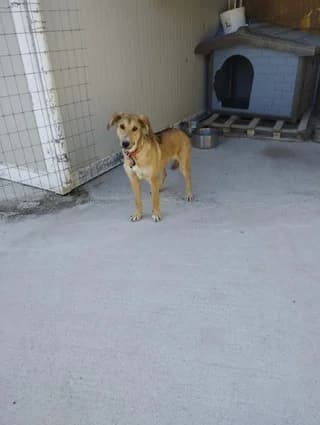 IRIS (IΡΙΣ), female young Mixed Breed for adoption at Dogs Voice, Athens