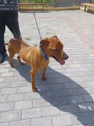 MELIOS (ΜΕΛΙΟΣ), male 3yo Mixed Breed for adoption at Dogs Voice, Athens