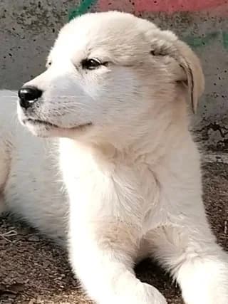 Magia (Μάγια), female puppy Mixed Breed for adoption at Dogs Voice, Athens