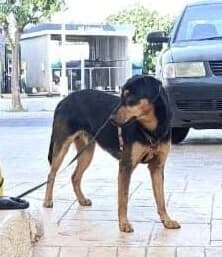 Paris (Παρης), male 3yo Mixed Breed for adoption at Dogs Voice, Athens