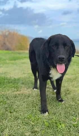 Max (Μάξ), male puppy Mixed Breed for adoption at Dogs Voice, Athens