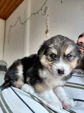 Loykoymas (Λουκουμας), male puppy Mixed Breed for adoption at Dogs Voice, Athens
