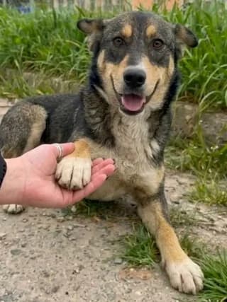 Moyrgos (Μούργος), male puppy Mixed Breed for adoption at Dogs Voice, Athens