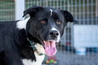 SCARLET, female young Mixed Breed for adoption at Dogs Voice, Athens
