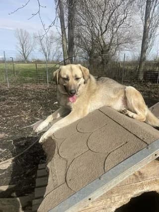 Olia (Ολια), female 3yo Mixed Breed for adoption at Dogs Voice, Athens