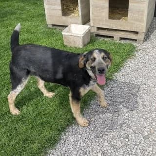Fenia (Φενια), female puppy Mixed Breed for adoption at Dogs Voice, Athens