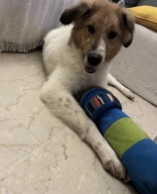 Rocky, male young Mixed Breed for adoption at Dogs Voice, Athens