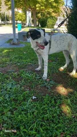 Manto (Μαντώ), female young Mixed Breed for adoption at Dogs Voice, Athens