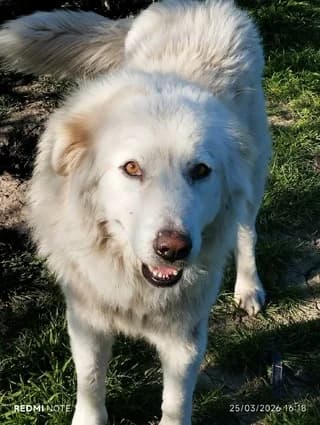 DARKO, male young Mixed Breed for adoption at Dogs Voice, Athens