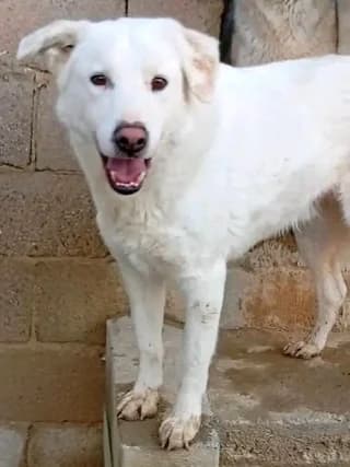 Bianco, male 3yo Mixed Breed for adoption at Dogs Voice, Athens