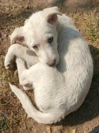 Perla (Πέρλα), female puppy Mixed Breed for adoption at Dogs Voice, Athens