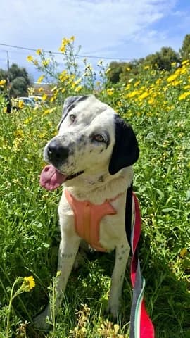 Ekler (Εκλέρ), female young Mixed Breed for adoption at Dogs Voice, Athens