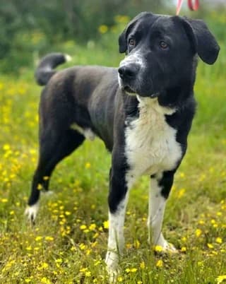 Diego, male 3yo Mixed Breed for adoption at Dogs Voice, Athens
