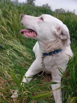To Lizaki (Το Λιζάκι), female young Mixed Breed for adoption at Dogs Voice, Athens