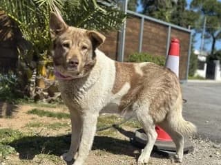 Lara (Λαρα), female 3yo Mixed Breed for adoption at Dogs Voice, Athens