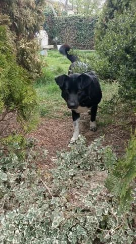 Loyka (Λούκα), female 3yo Mixed Breed for adoption at Dogs Voice, Athens