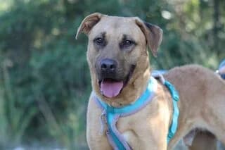 Lampros (Λάμπρος), male young Mixed Breed for adoption at Dogs Voice, Athens