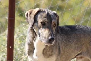 Tzo (Τζο), male 7yo Mixed Breed for adoption at Dogs Voice, Athens
