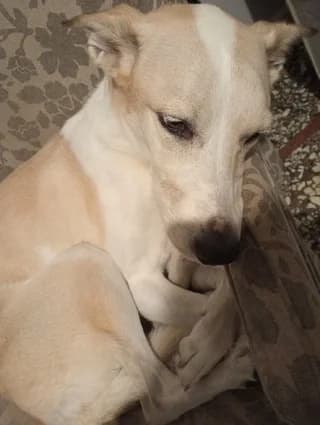 Ntolly (Ντολλυ), female 7yo Mixed Breed for adoption at Dogs Voice, Athens