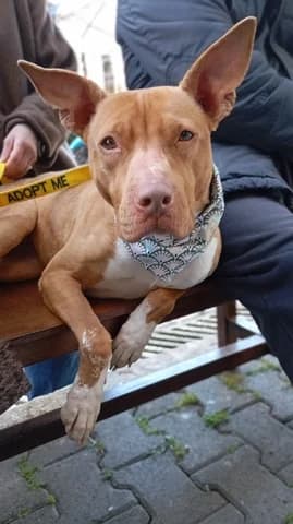 Kiara (Κιαρα), female 3yo Mixed Breed for adoption at Dogs Voice, Athens