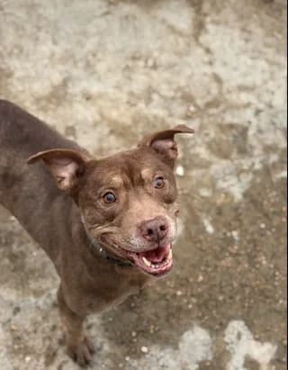Kofi (Κόφη), female 7yo Mixed Breed for adoption at Dogs Voice, Athens