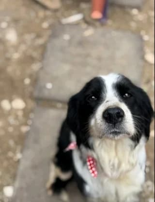 Marika (Μαρίκα), female 7yo Mixed Breed for adoption at Dogs Voice, Athens
