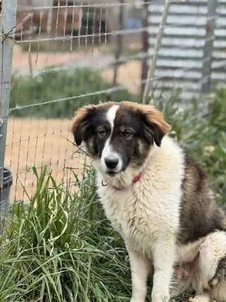 Leon (Λέων), male young Mixed Breed for adoption at Dogs Voice, Athens